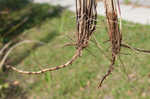 Cogongrass